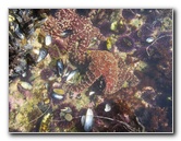 Laguna-Beach-Tide-Pools-South-Orange-County-CA-025