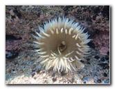 Laguna-Beach-Tide-Pools-South-Orange-County-CA-026