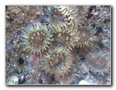 Laguna-Beach-Tide-Pools-South-Orange-County-CA-027