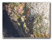 Laguna-Beach-Tide-Pools-South-Orange-County-CA-030