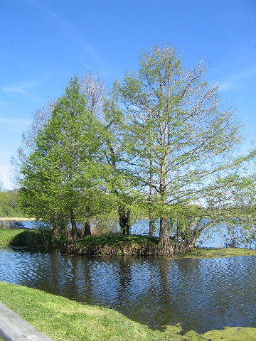Lake-Alice-Gainesville-FL-05