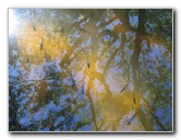 Lake-Alice-Gainesville-FL-01