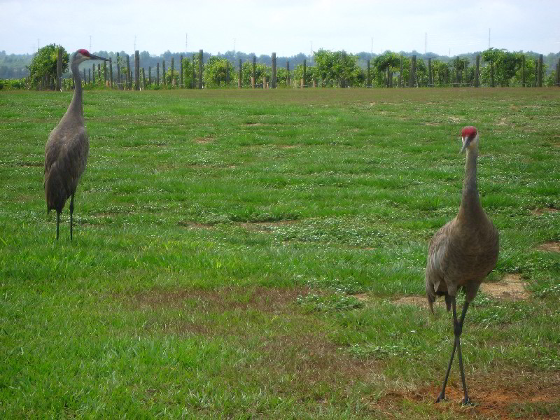 Lakeridge-Winery-Clermont-FL-003