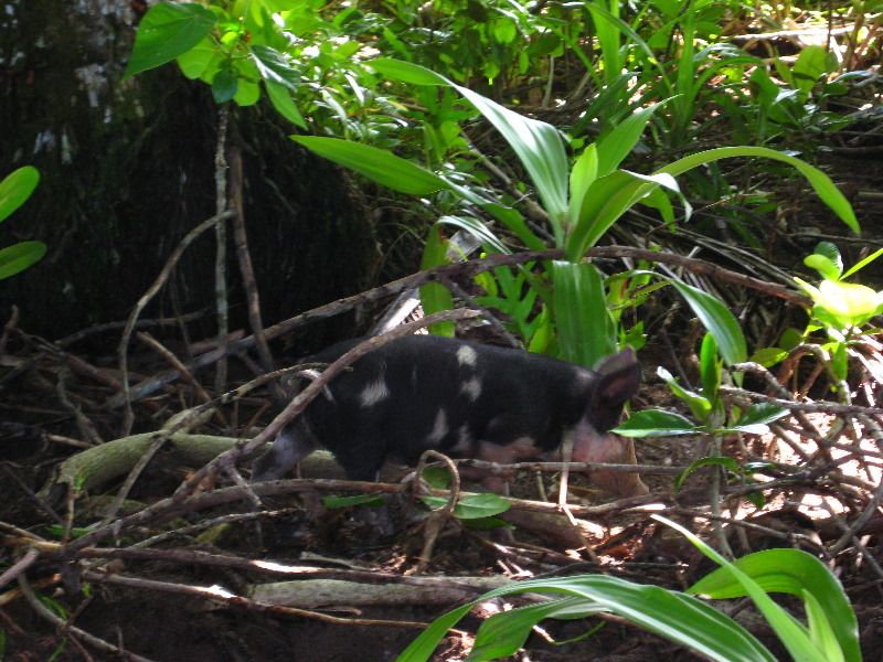 Lavena-Coastal-Walk-Bouma-National-Park-Taveuni-Fiji-012