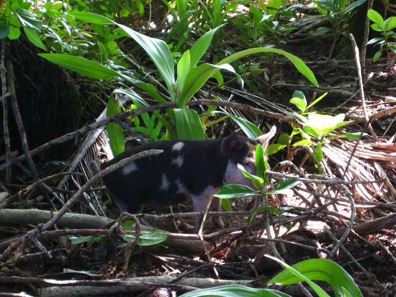 Lavena-Coastal-Walk-Bouma-National-Park-Taveuni-Fiji-013