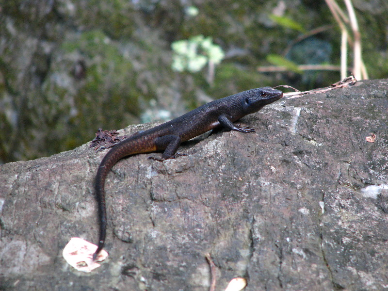 Lavena-Coastal-Walk-Bouma-National-Park-Taveuni-Fiji-038