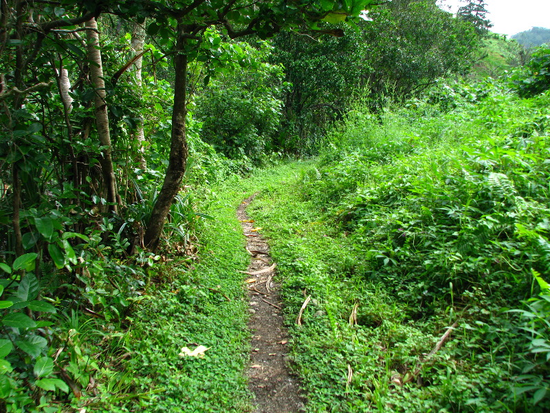 Lavena-Coastal-Walk-Bouma-National-Park-Taveuni-Fiji-059