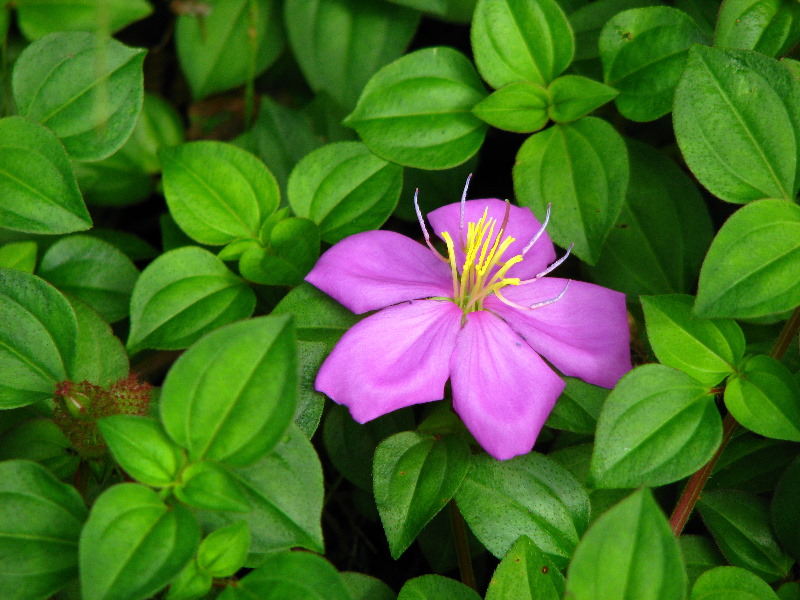 Lavena-Coastal-Walk-Bouma-National-Park-Taveuni-Fiji-060
