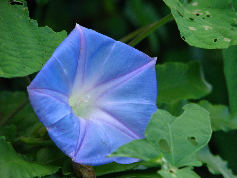 Lavena-Coastal-Walk-Bouma-National-Park-Taveuni-Fiji-076