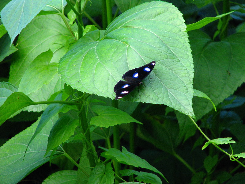 Lavena-Coastal-Walk-Bouma-National-Park-Taveuni-Fiji-077