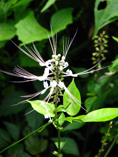 Lavena-Coastal-Walk-Bouma-National-Park-Taveuni-Fiji-084