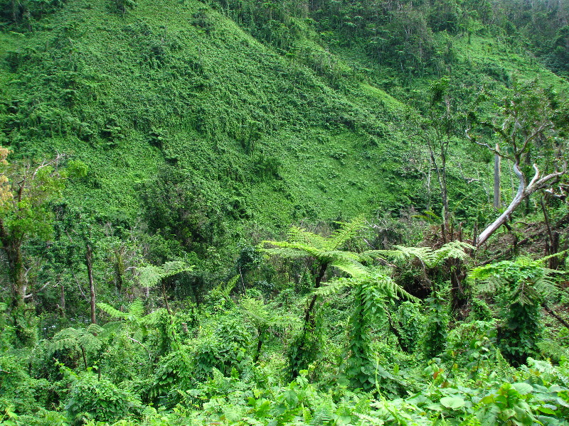 Lavena-Coastal-Walk-Bouma-National-Park-Taveuni-Fiji-090