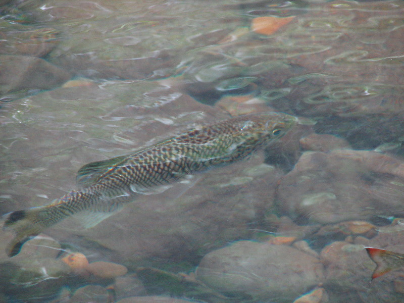 Lavena-Coastal-Walk-Bouma-National-Park-Taveuni-Fiji-099