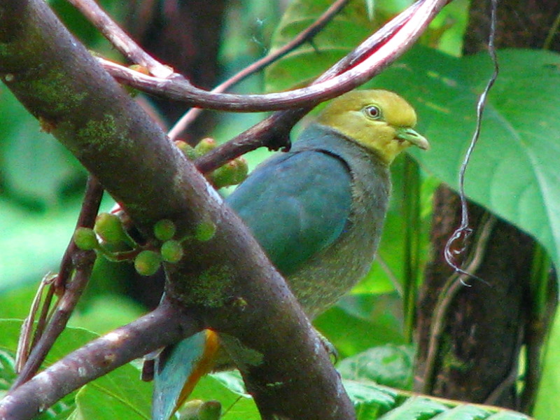 Lavena-Coastal-Walk-Bouma-National-Park-Taveuni-Fiji-101