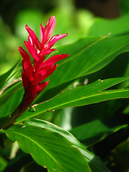 Lavena-Coastal-Walk-Bouma-National-Park-Taveuni-Fiji-104