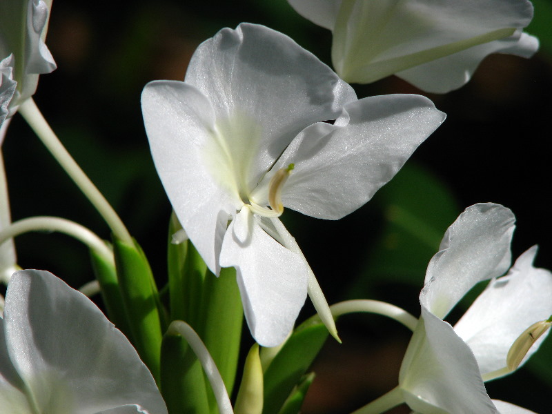 Lavena-Coastal-Walk-Bouma-National-Park-Taveuni-Fiji-105