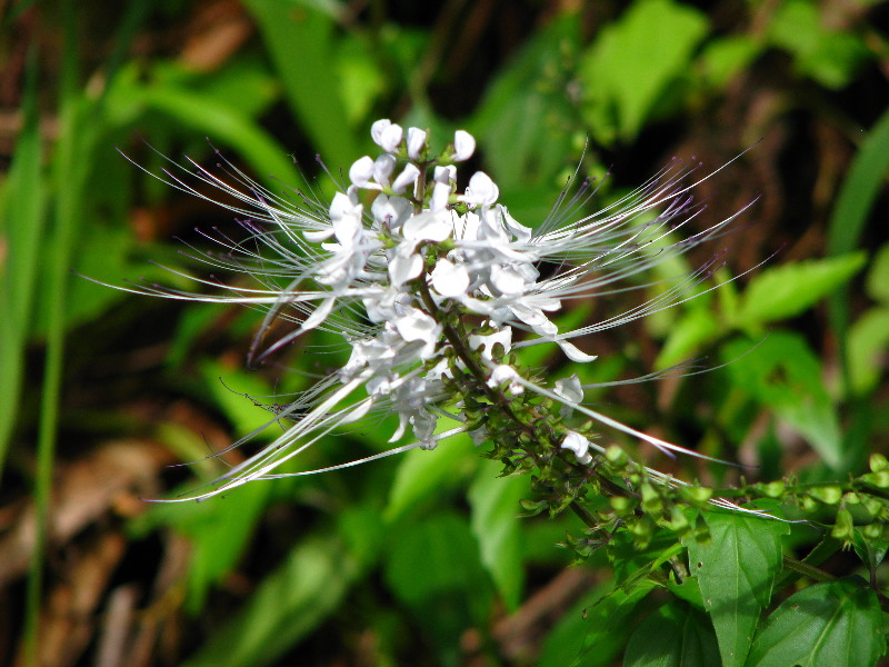 Lavena-Coastal-Walk-Bouma-National-Park-Taveuni-Fiji-107