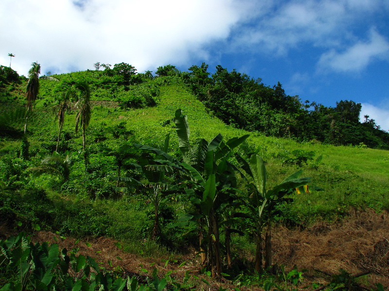 Lavena-Coastal-Walk-Bouma-National-Park-Taveuni-Fiji-108