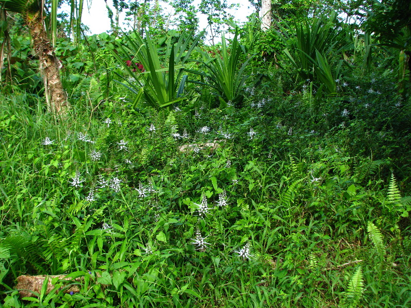 Lavena-Coastal-Walk-Bouma-National-Park-Taveuni-Fiji-110
