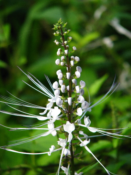 Lavena-Coastal-Walk-Bouma-National-Park-Taveuni-Fiji-111