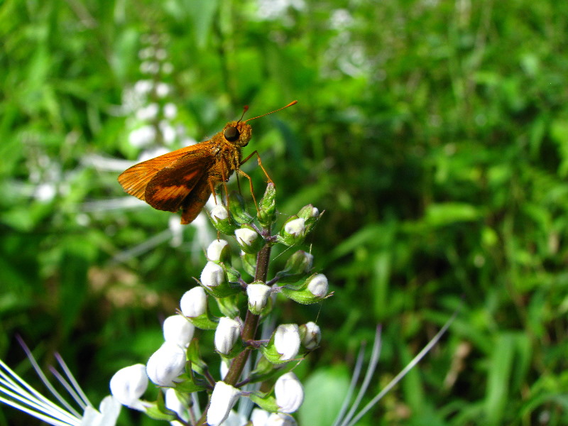 Lavena-Coastal-Walk-Bouma-National-Park-Taveuni-Fiji-113