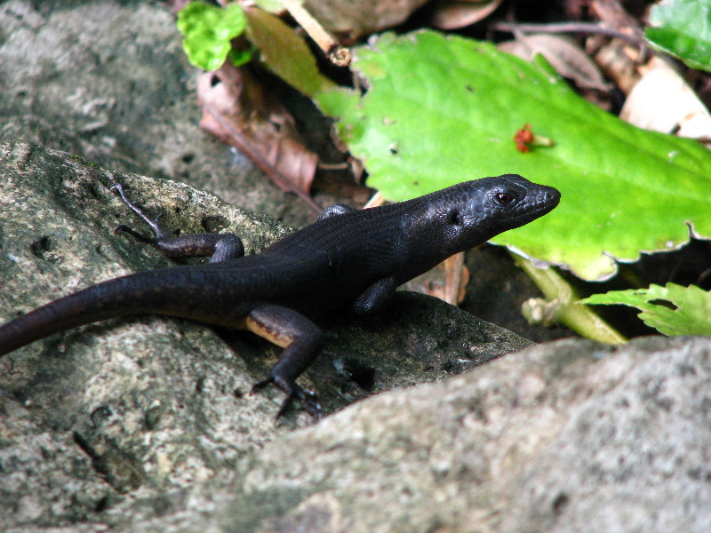 Lavena-Coastal-Walk-Bouma-National-Park-Taveuni-Fiji-125