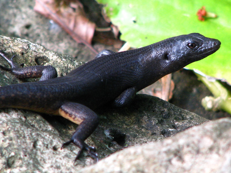 Lavena-Coastal-Walk-Bouma-National-Park-Taveuni-Fiji-126