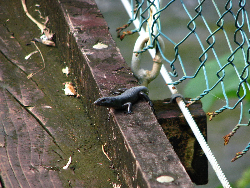 Lavena-Coastal-Walk-Bouma-National-Park-Taveuni-Fiji-130