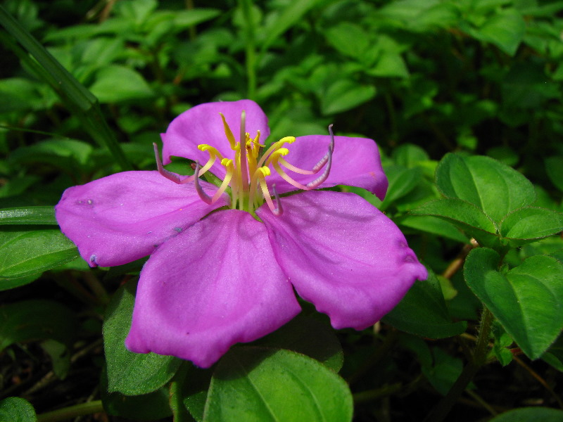 Lavena-Coastal-Walk-Bouma-National-Park-Taveuni-Fiji-132