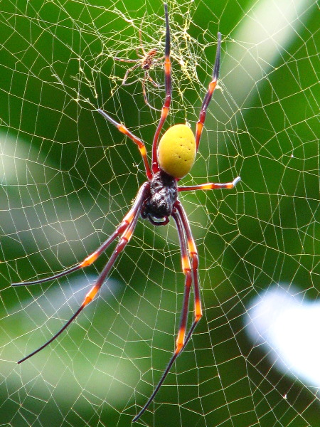 Lavena-Coastal-Walk-Bouma-National-Park-Taveuni-Fiji-145