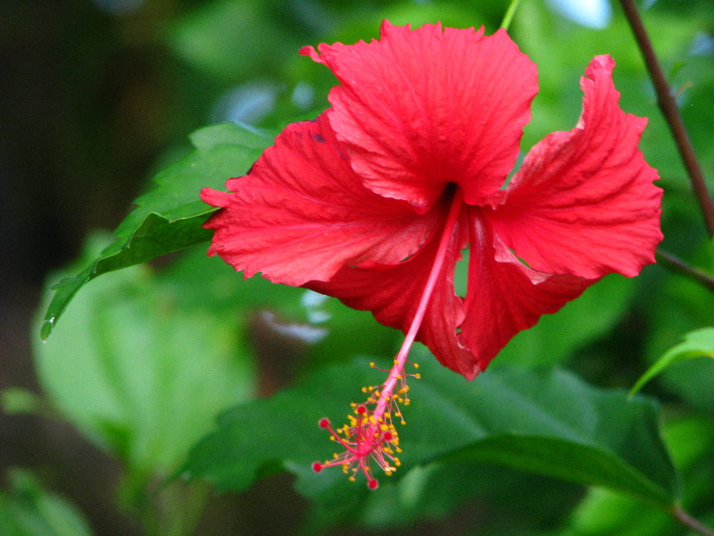 Lavena-Coastal-Walk-Bouma-National-Park-Taveuni-Fiji-147