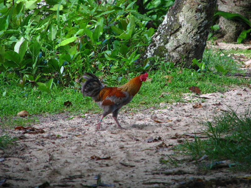 Lavena-Coastal-Walk-Bouma-National-Park-Taveuni-Fiji-153