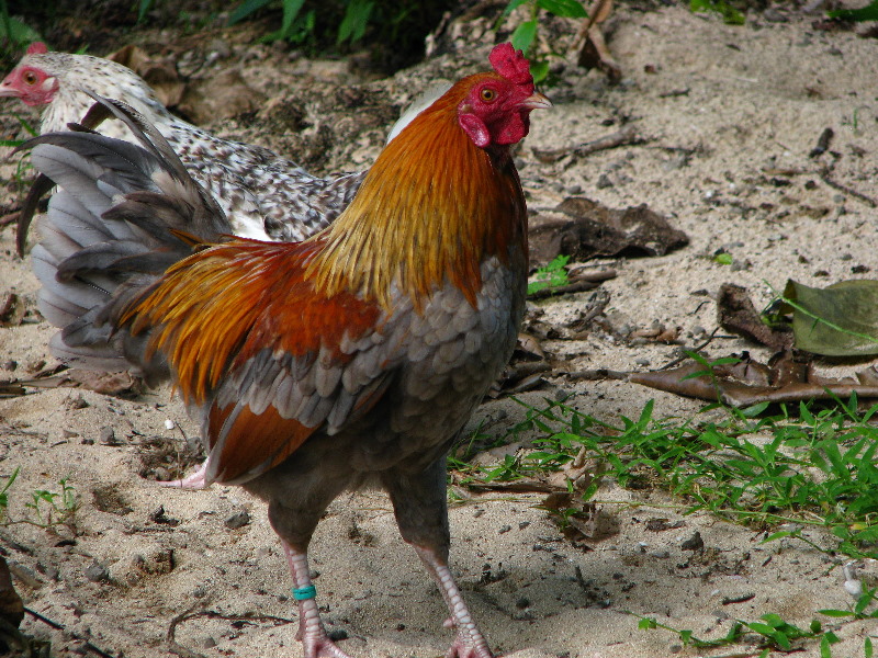 Lavena-Coastal-Walk-Bouma-National-Park-Taveuni-Fiji-157