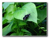 Lavena-Coastal-Walk-Bouma-National-Park-Taveuni-Fiji-077