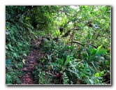 Lavena-Coastal-Walk-Bouma-National-Park-Taveuni-Fiji-080