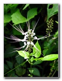 Lavena-Coastal-Walk-Bouma-National-Park-Taveuni-Fiji-084