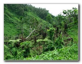 Lavena-Coastal-Walk-Bouma-National-Park-Taveuni-Fiji-091