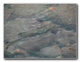 Lavena-Coastal-Walk-Bouma-National-Park-Taveuni-Fiji-099