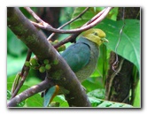 Lavena-Coastal-Walk-Bouma-National-Park-Taveuni-Fiji-101