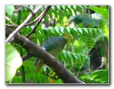 Lavena-Coastal-Walk-Bouma-National-Park-Taveuni-Fiji-102