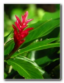 Lavena-Coastal-Walk-Bouma-National-Park-Taveuni-Fiji-104