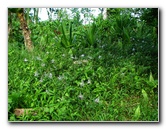 Lavena-Coastal-Walk-Bouma-National-Park-Taveuni-Fiji-110