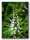 Lavena-Coastal-Walk-Bouma-National-Park-Taveuni-Fiji-111