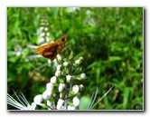 Lavena-Coastal-Walk-Bouma-National-Park-Taveuni-Fiji-113