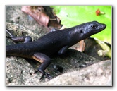 Lavena-Coastal-Walk-Bouma-National-Park-Taveuni-Fiji-126