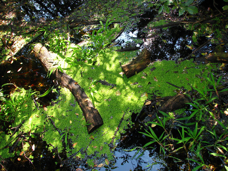 Lettuce-Lake-Park-Tampa-FL-011