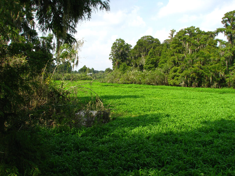 Lettuce-Lake-Park-Tampa-FL-012