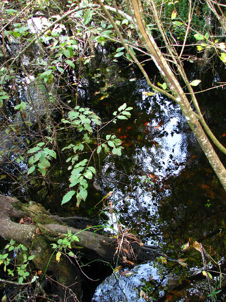 Lettuce-Lake-Park-Tampa-FL-016