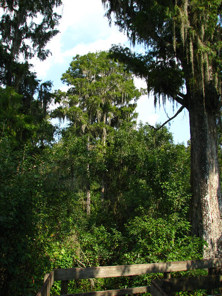 Lettuce-Lake-Park-Tampa-FL-020