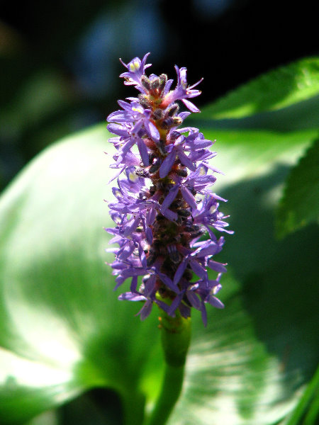 Lettuce-Lake-Park-Tampa-FL-021